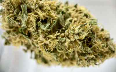 White CBG Hemp Flower Review