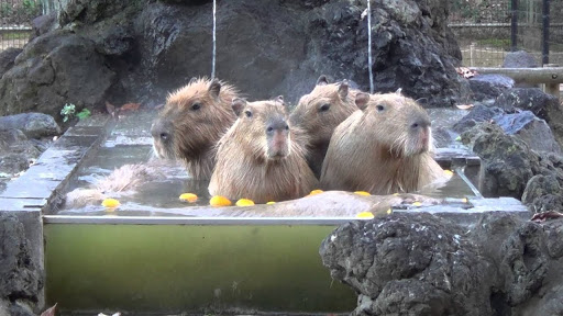 Capybara in onsen