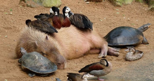 Capybara and animals 