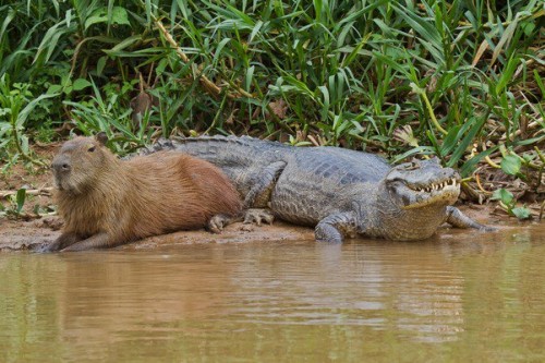 Capybara and crocodile 