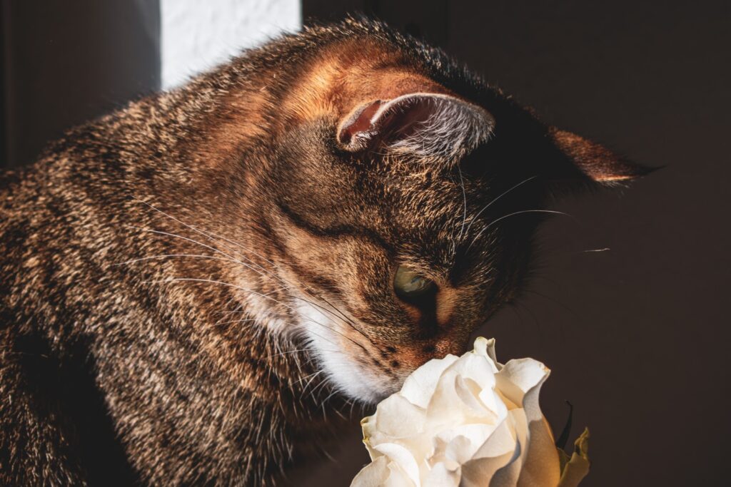 Cat and Flower